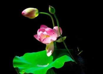 Những ngày tháng đầu hạ